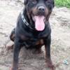 5 year old Rottweiler male