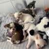 Adorable  litter of Chihuahua puppies