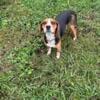 male intact beagle about 2 yrs old