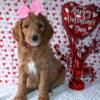 Beautiful Apricot goldendoodles Ready February 24th