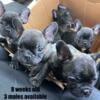 French Bulldog puppies FOR SALE