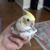 Playful 4-Month Pied Cockatiel Baby – Cute and Small, Red cheek, Yellow Crest