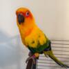 Kiwi Sun Conure $700