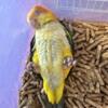 White Belly Caique Baby