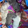 French Bulldog PUPPIES AVAILABLE