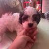 Shih-Tzu Puppies!