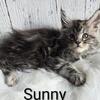 GORGEOUS Large Maine Coon kitten