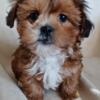 Shihpoo puppies