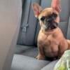 5month frenchie akc registration