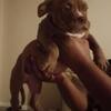 Exotic pocket bully pup