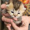 British Shorthair kittens for Sale!