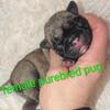 Pugs