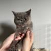 Exotic Shorthair Female - Tortie