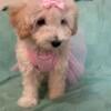 Toy poodle puppies 