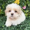 Pure breed teddy bear puppy