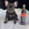 AKC French Bulldog male