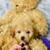 Ckc Micro maltipoo male