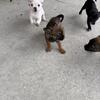 Small Breed Puppies
