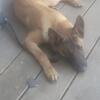 Malinois 3mons old male n females