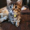 Mixed Maine Coon Kittens for sale