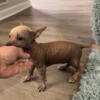 Chinese Crested mix puppy