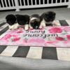 American Akita Puppies