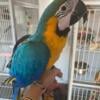 Macaw female for sale.