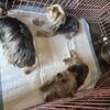 Yorkies