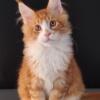 Maine Coon Kitten Male European Import WORLD CHAMPION  SIRED! DNA Tests Negative Florida Health Certificate