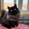 Black Smoke Munchkin Kitten