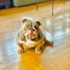 Exotic Mini English bulldog Stud