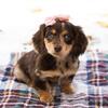 Beautiful Mini Dachshund Puppies