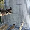 Shaft Tail Finch 