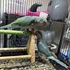 Cockatiels,Quakers,Red Rumps and IRN
