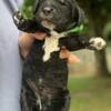Mini-Cockapoo #1