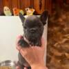 French bulldog puppies AKC