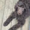 3 month old brown Standard Poodle