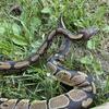 Normal Ball Python