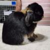 Gorgeous Holland Lop Male 1yr, sweet, healthy