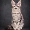 Maine Coon boy 3 months old