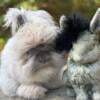 English angora bunnies - will be ready Dec 2024