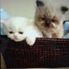 Himalayan and Persian kittens