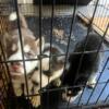 #Free99 huskies payment plans accepted adoptions fee only