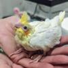 Beautiful Baby Cockatiels available for deposit