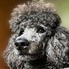 Akc Poodle Little bitty stud