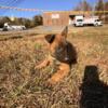 Belgian Malinois For Sale