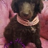 Standard poodle pups