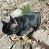 AKC French bulldog puppies 