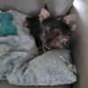  shorkie