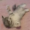 Male Exotic Shorthair Persian, Michigan